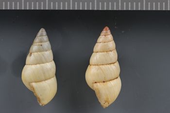 Media type: image;   Malacology 240821 Description: Dry shell;  Aspect: LAT